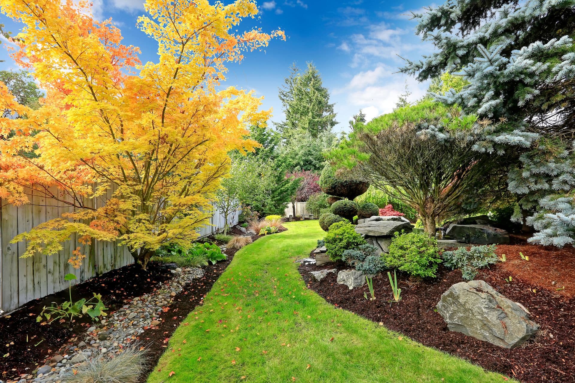 Well-maintained residential garden in autumn with vibrant golden trees on left, manicured lawn down center, evergreen trees on right, stone features, mulched beds, and white fence bordering property